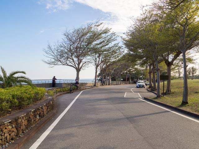 金樽遊憩區：濱海道路與行道樹